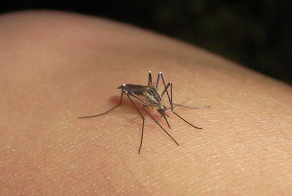 Buenos Aires | 54 los casos confirmados de dengue 