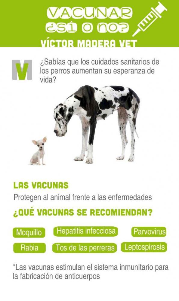 Victor Madera. Gatos enfermos. Sanidad