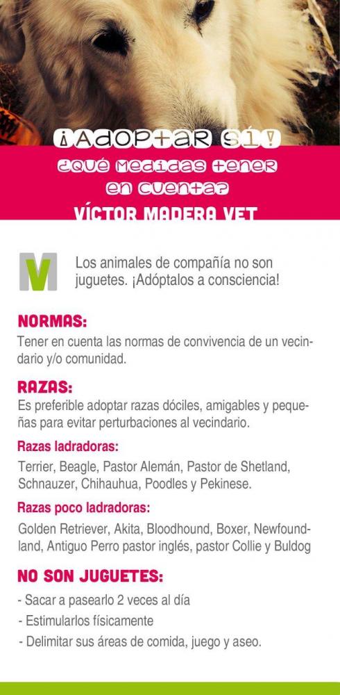 Victor Madera. Perros en adopción. Sanidad