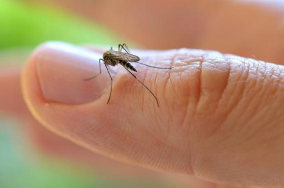 ¿Existe una conspiración detrás del virus Zika?