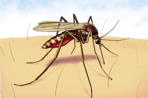 Mitos y verdades relacionadas con el dengue