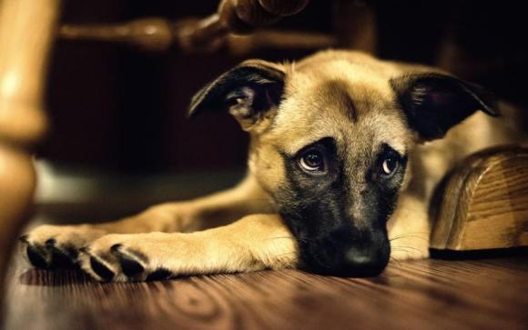 5 Consejos de Victor Madera para sedar a nuestras mascotas