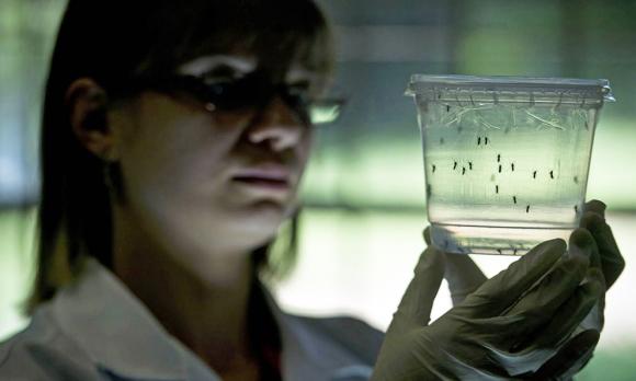 Aedes: el mosquito más estudiado por la ciencia