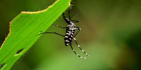 Cómo detectar en simples pasos si hay presencia de Aedes en tu casa, barrio o colegio