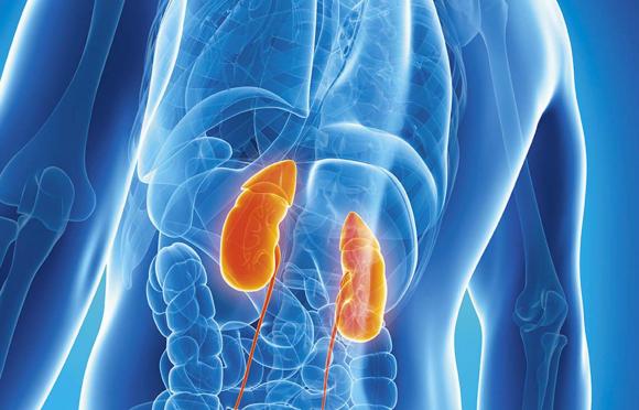 10 de marzo Día Mundial del Riñón