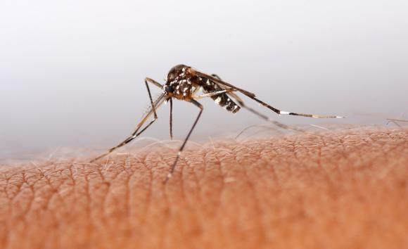 El Aedes aegypti no está en las plazas, sino en las casas