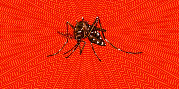 Zika: Argentina y Brasil intercambian información 