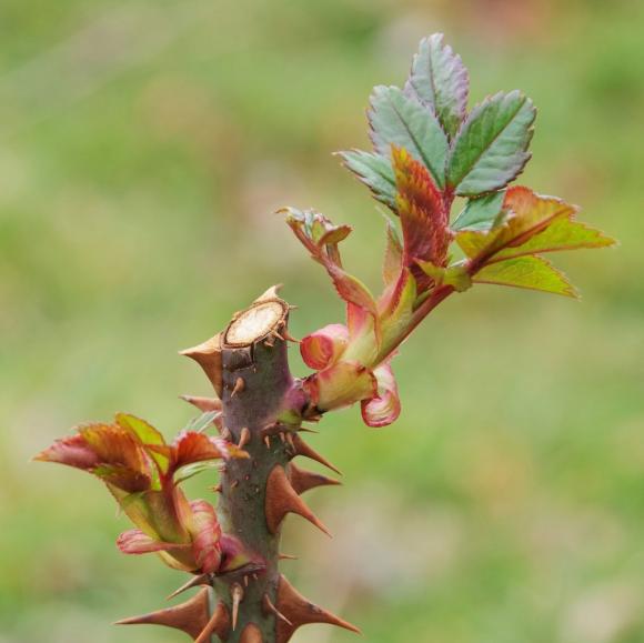¿Feliz Pascua o Felices Pascuas?