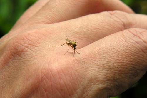 Qué podemos hacer para prevenir la propagación del dengue