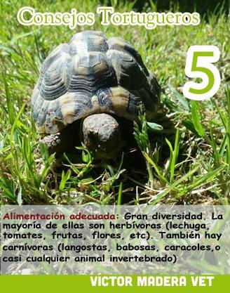 Consejo tortuga 5 Victor Madera: Alimentación adecuada