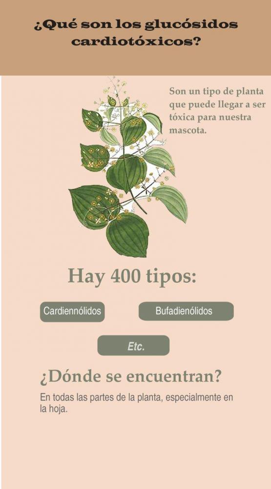 Victor Madera -  ¿Qué son los glucósidos cardiotóxicos? 
