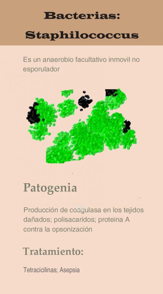 Las bacterias de Victor Madera