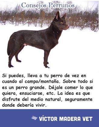Consejo Perruno de la semana - Victor Madera: 