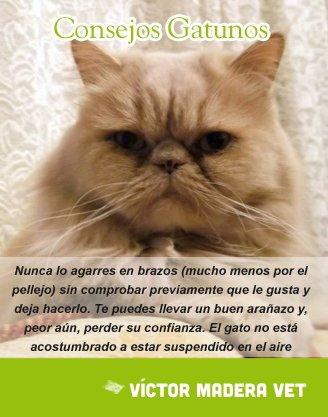 Consejo Gatuno de la semana- Victor Madera: