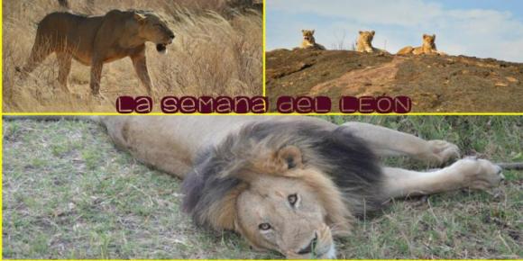 Victor Madera y la semana del león