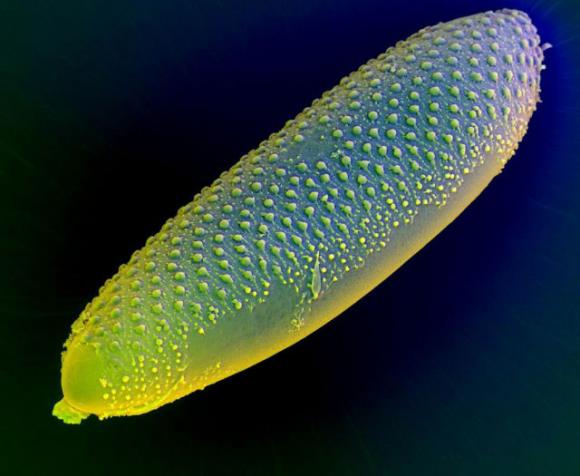 Advierten que los huevos del mosquito Aedes sobreviven un año y resisten el frío