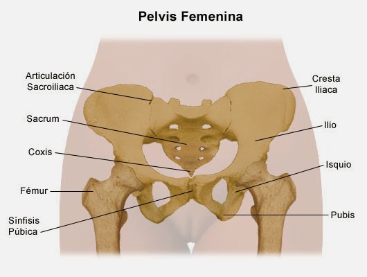 La pelvis femenina cambia con los años para facilitar el parto