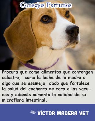 Voctor Madera: Consejo Perruno de la semana - cachorros