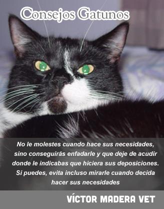 Victor Madera: Consejo Gatuno de la semana tranquilidad