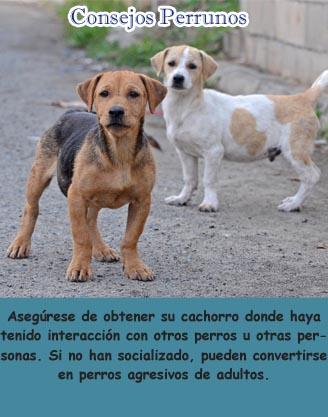 Victor Madera y su consejo para tu perro de la semana: 