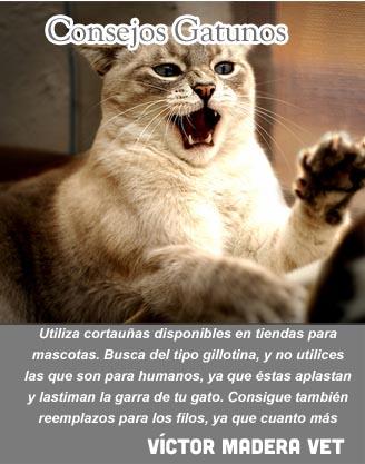 Victor Madera y su consejo gatuno de la semana: ¿cómo cortarle las uñas a tu felino? 
