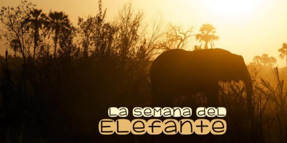 Victor Madera y los elefantes big five