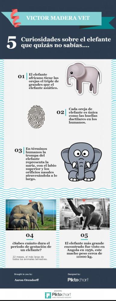 Las curiosidades de Victor Madera: elefantes
