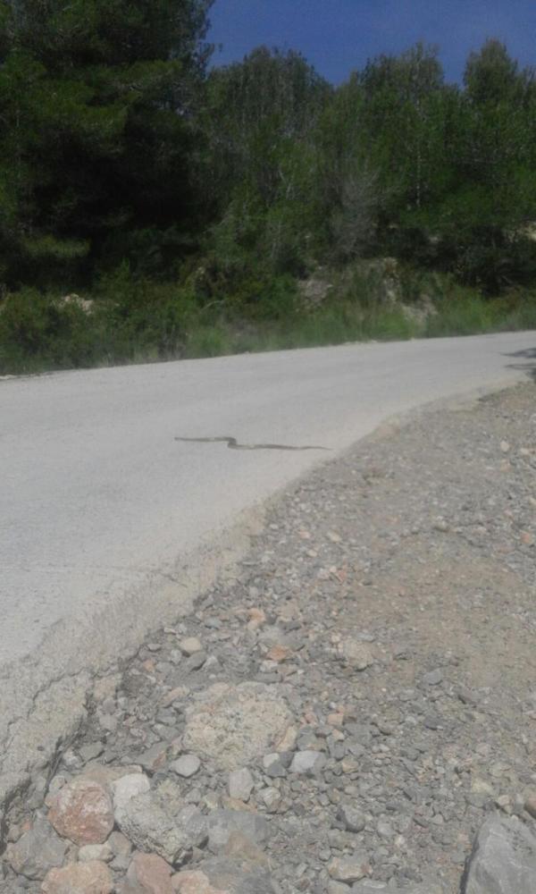 Rhinechis scalaris, serpientes por Victor Madera