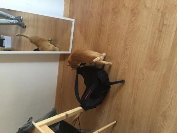 Victor Madera: Mi gato