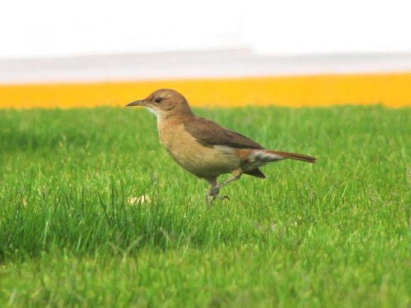 Victor Madera: Billetes de 1000 y aves argentinas