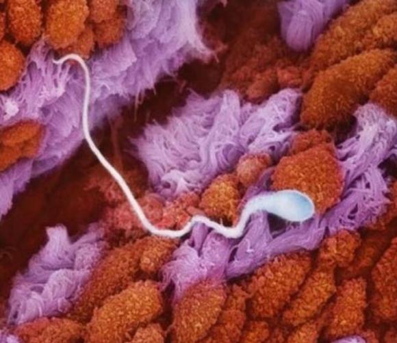 El magnífico proceso de GESTACIÓN humana ¡Imágenes sorprendentes!