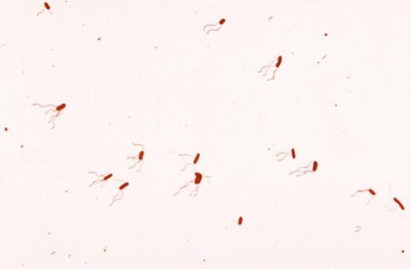 Victor Madera: Neumonía en perros y gatos