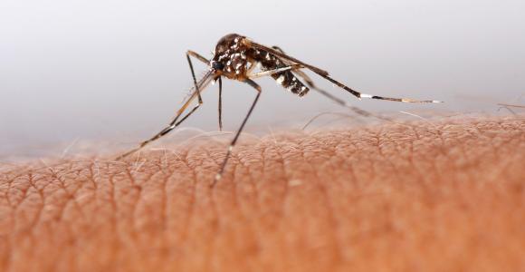 Zika: La epidemia en Lationamérica podría terminar en 3 años