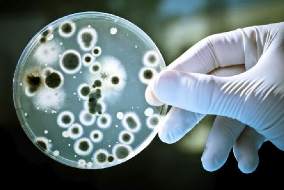Hallan un mecanismo de resistencia de súperbacterias que sirve para hacer test clínico