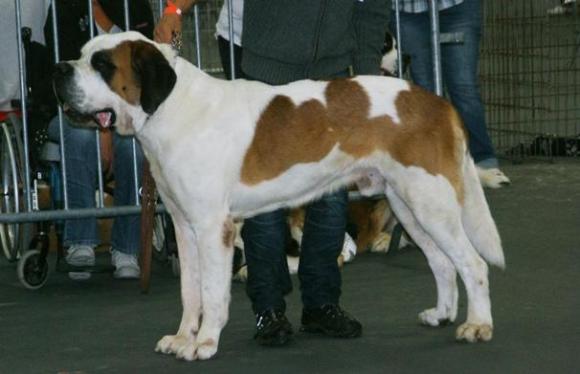 Victor Madera: La epilepsia en perros