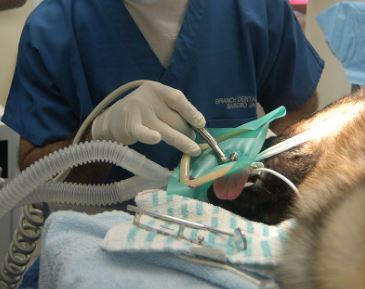 Victor Madera: Veterinaria y Psicología