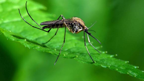 Presentaron la ¨Semana de acción contra los mosquitos¨ para prevenir enfermedades