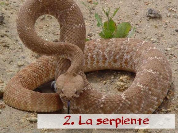 Victor Madera serpiente