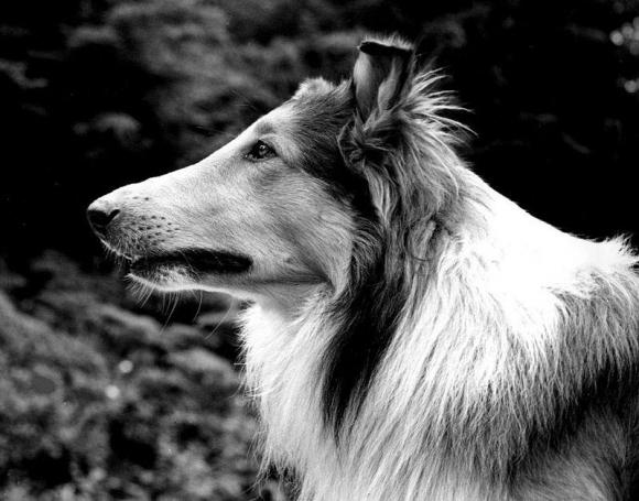 Victor Madera: 5 animales famosos