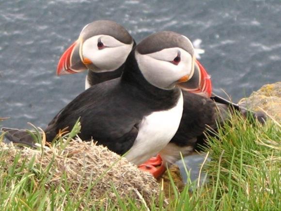 Puffin, el pajaro islandés - Victor Madera 