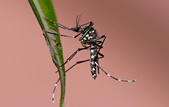 Capacitan a vecinos para luchar contra el Aedes Aegypti