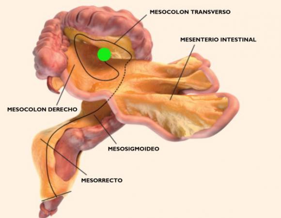 Mesenterio: Nuevo órgano del cuerpo humano