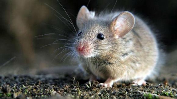 Difunden medidas de prevención para evitar casos de hantavirus