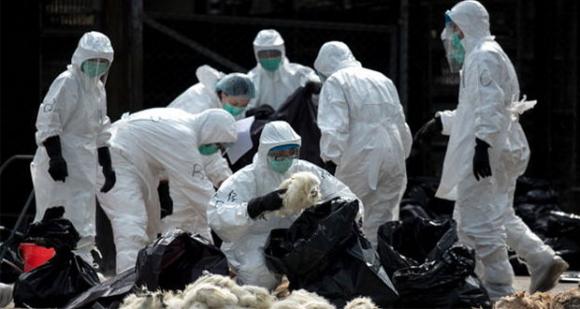 Pánico por gripe aviar: sacrifican numerosas aves en Rusia