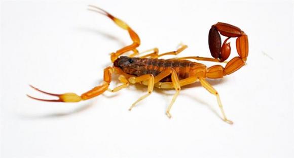 Prevención ante la aparición de alacranes