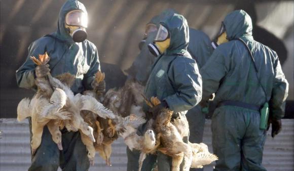 OMS: Alerta máxima por rápida propagación de gripe aviar