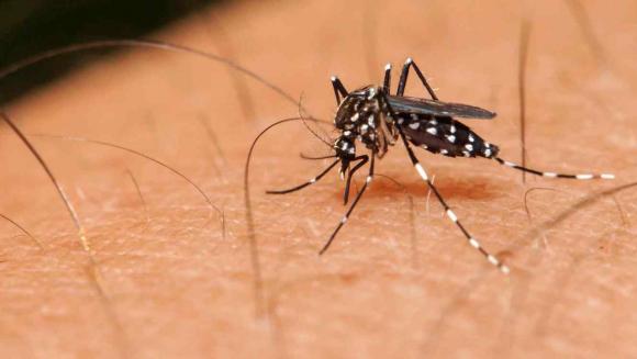 El zika se suma a la lista de enfermedades infecciosas que se deben notificar