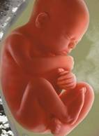 Diputada por Entre Ríos presenta proyecto orientado a evitar el aborto
