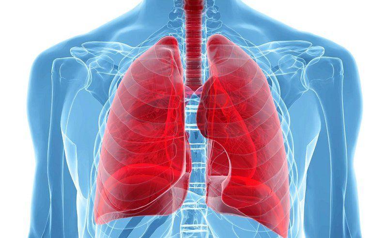 Científicos descubrieron una nueva función de los pulmones