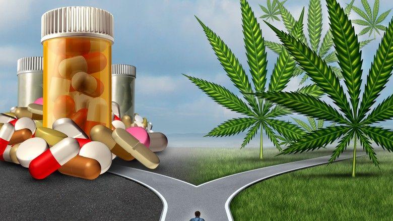 La provincia de Buenos Aires adhirirá a la ley nacional que permite el uso medicinal del cannabis